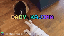Cat Baby GIF - Cat Baby Animal GIFs