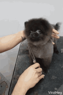 Viralhog Cutepupper GIF - Viralhog Cutepupper Dog GIFs