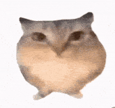 a close up of a hamster standing on its hind legs .