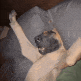 a dog is laying on its back with its paws up