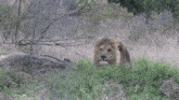 a lion with a white mane is walking through a grassy field