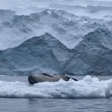 Penguin Leopard Seal GIF
