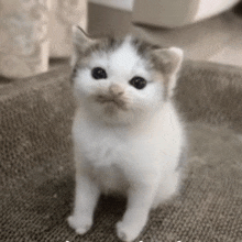 a white and gray kitten is sitting on a scratching mat