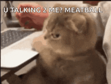 a cat is sitting in front of a laptop and says u talking 2 me ? meatball