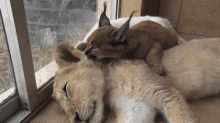 Sleeping Lion GIF - Cub Lion Sleeping GIFs