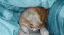 Cat Aslascat GIF - Cat Aslascat Aslas Dragas GIFs