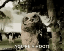 owl dance youre a hoot