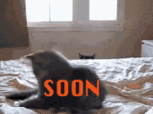 Just You Wait GIF - Cats Soon Creeping GIFs