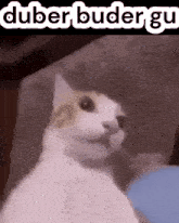 a cat is sitting on a couch and looking at the camera with the words duber buder gu above it .