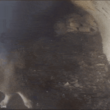 a blurred image of a tunnel with the words live on the bottom left