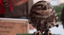 Cute Owl GIF - Cute Owl GIFs