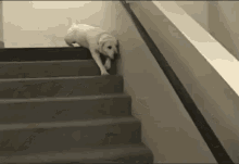Belly Rug GIF - Belly Dog Slide GIFs