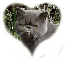 Haribeau Cat Haribo GIF - Haribeau Cat Haribo Exotic Cat GIFs