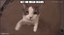 Mean Beans GIF - Mean Beans Mean Bean Beans GIFs