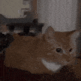 a close up of an orange cat laying on a couch looking at the camera .