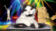 Cat Dj GIF - Cat Dj Dancing GIFs