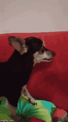 Chihuahua Vicious GIF - Chihuahua Vicious Bite GIFs
