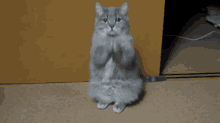 What The Fuck Are You Doing Cat GIF - What The Fuck Are You Doing Cat What The Fuck GIFs