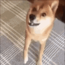 Shiba Inu Dancing Dog GIF - Shiba Inu Dancing Dog Doge GIFs