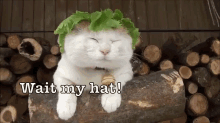 Lettuce Cat GIF - Cat Lettuce Hat GIFs