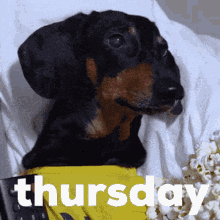 Puppy Thursday GIF - Puppy Thursday Good GIFs