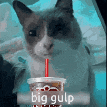 a cat is drinking from a cup with a red straw and the words big gulp behind it