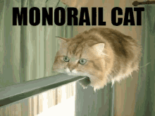 Funnycat Funny Animals GIF - Funnycat Funny Animals Mono Rail Cat GIFs