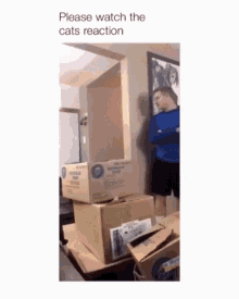 Cats Suprised GIF - Cats Suprised Laugh GIFs