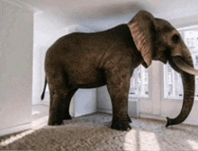 an elephant is standing in an empty room with a large trunk