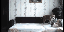 a dog and a cat playing on a couch in a living room