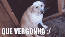 Comvergonha Cachorrotriste GIF - Ashamed Sad Dog Que Vergonha GIFs