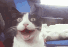 Já é Quarta Feira!! Gatinho Animado / Felicidade GIF - Cat Surprised Shookt GIFs