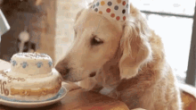 Birthday Cake GIF - Birthday Cake Dog GIFs