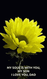 Yellow Flower GIF - Yellow Flower Butterfly GIFs