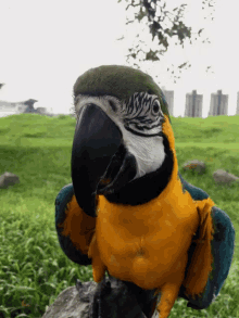 Macaw Chewing GIF - Macaw Chewing Parrot GIFs