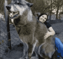 Wolfdog Yuki GIF - Wolfdog Yuki GIFs