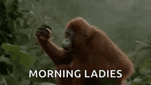 Good Morning Monkey GIF - Good Morning Monkey Yawn GIFs