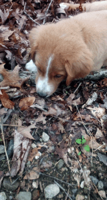 Rexy Male Golden Doodle Puppy GIF