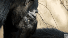 mourning hand chimps chimpanzee dynasties