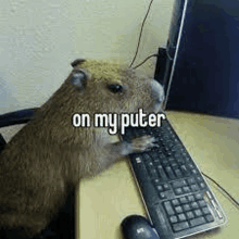 On My Puter Capybara GIF - On My Puter Capybara Capybara On My Puter GIFs