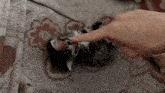 a person 's finger is pointing at a small kitten on a blanket