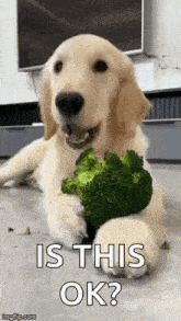 a dog is holding a piece of broccoli in its paws and asking is this ok ?