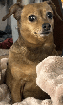 a small brown dog is laying on a blanket