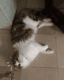 Cat Baothui GIF - Cat Baothui Yawn GIFs