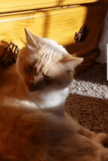 a close up of a cat laying on a carpet