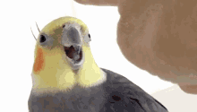 Bird Smiling GIF - Bird Smiling Boop GIFs