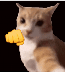 Cat Gato GIF - Cat Gato Punch GIFs