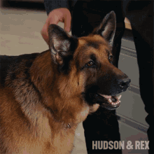 Petting My Dog Rex GIF