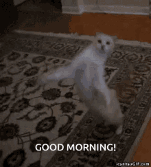 Good Morning Cat GIF - Good Morning Cat Good Morning Cat GIFs