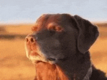 a close up of a brown and black dog standing in a field looking at the camera .